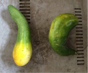 Mehr über den Artikel erfahren Krummes Gemüse!