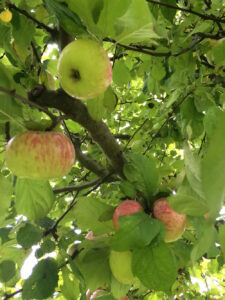 Mehr über den Artikel erfahren Apfelernte im September und Saft-Pressen am 24. September 2015