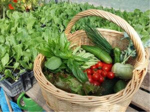 Mehr über den Artikel erfahren Reiche Ernte am 29./30. Juli 2016