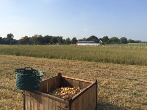 Mehr über den Artikel erfahren Kartoffelernte 2016