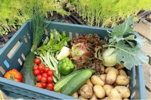 Mehr über den Artikel erfahren Ernteanteil vom 05./06. August 2016